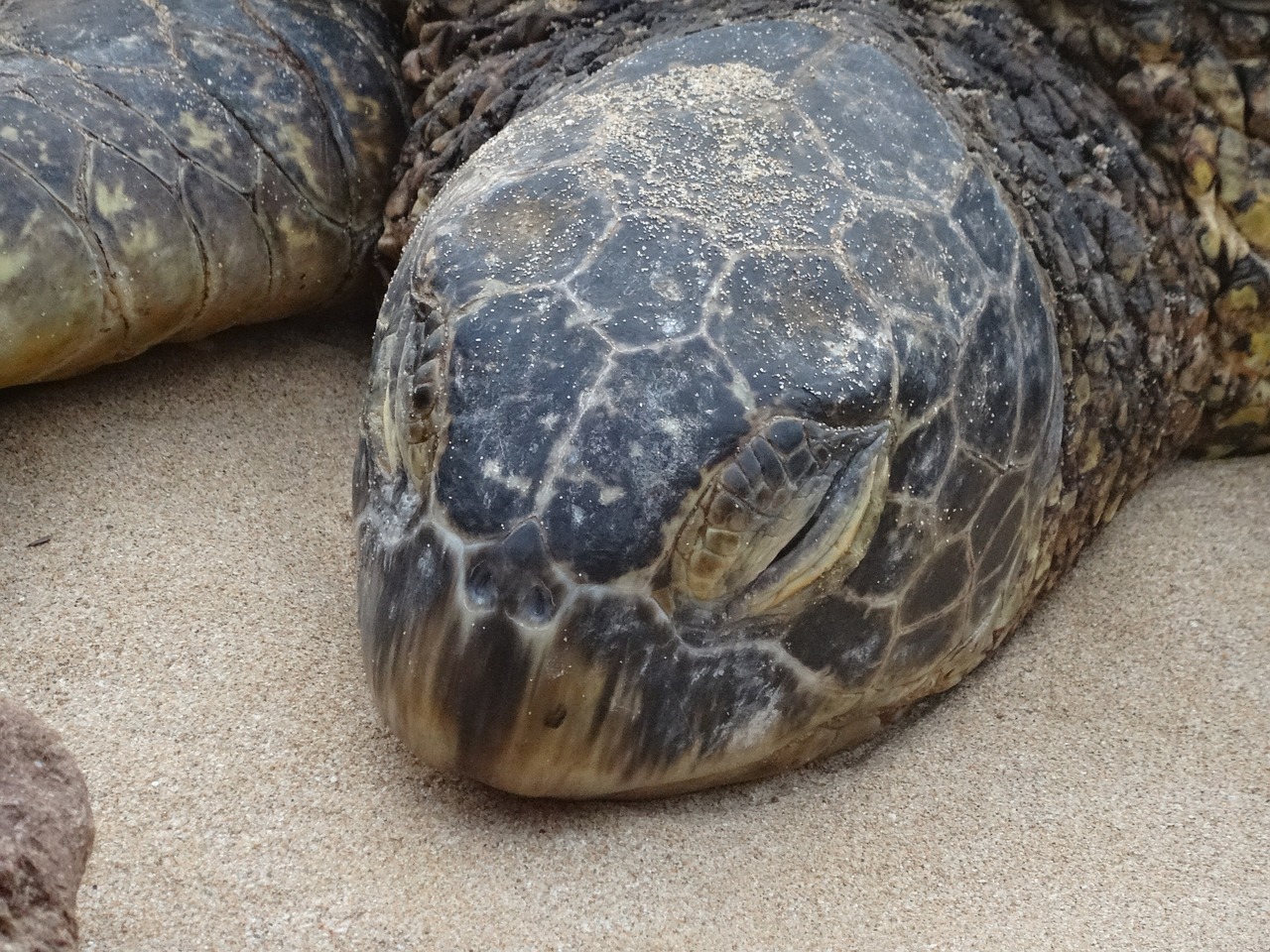 Pavargęs, Jūrų Vėžlys, Gyvūnas, Honu, Didžioji Islandija, Hawaii, Nemokamos Nuotraukos,  Nemokama Licenzija