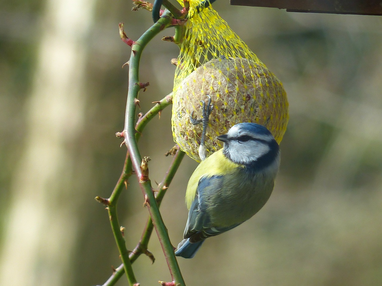 Šunys, Mėlynas Dantis, Cyanistes Caeruleus, Parus Caeruleus, Paridae, Maža Paukštis, Paukštis, Gyvūnas, Valgyti, Peck