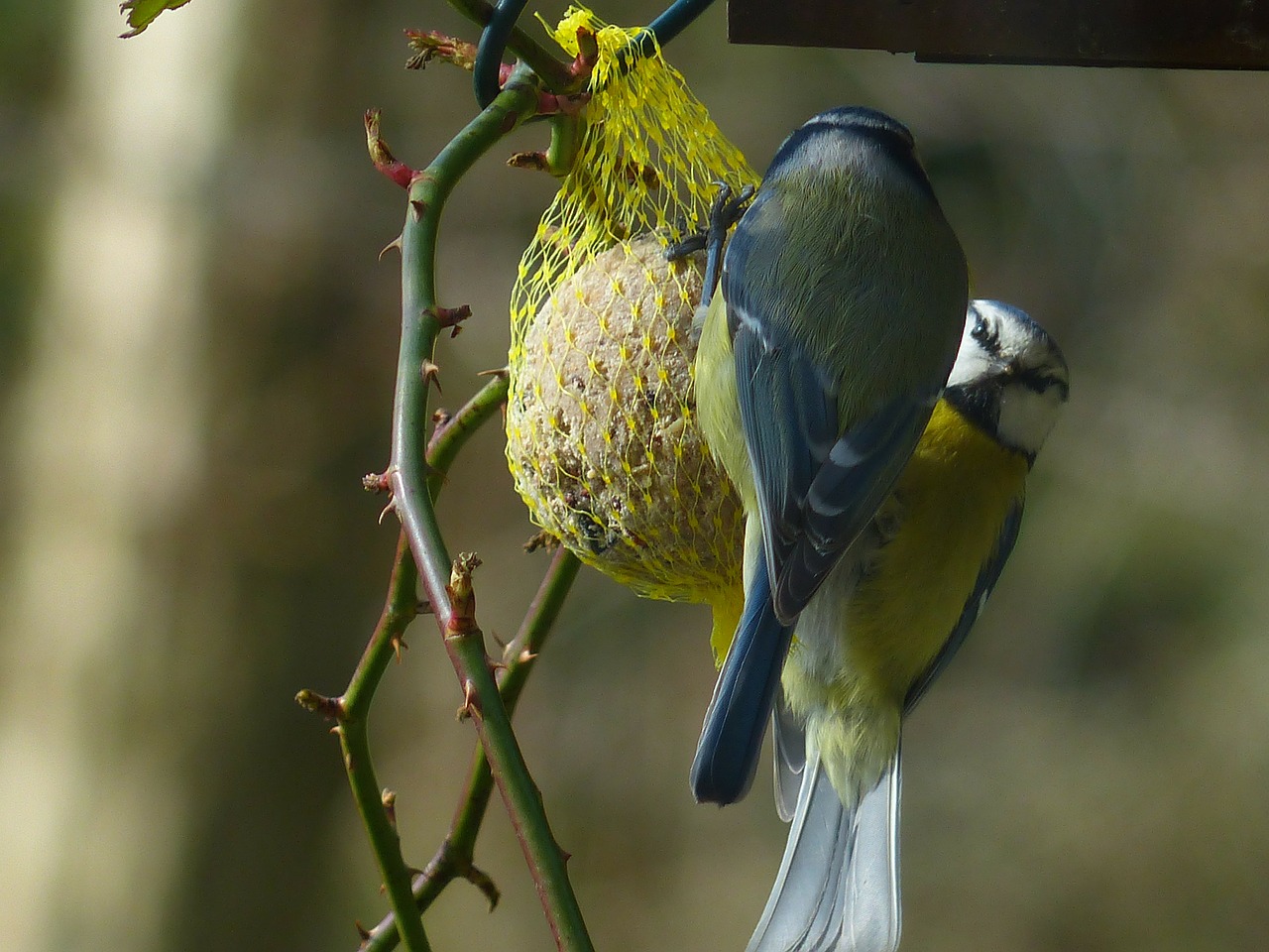 Šunys, Mėlynas Dantis, Cyanistes Caeruleus, Parus Caeruleus, Paridae, Maža Paukštis, Paukštis, Gyvūnas, Valgyti, Peck