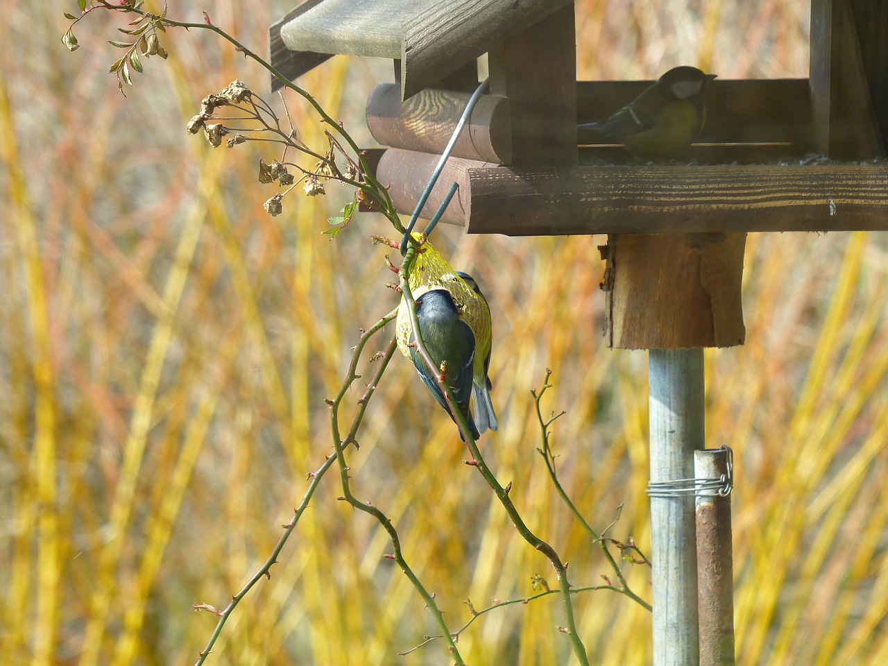 Šunys, Parus Majoras, Paridae, Passeri, Giesmininkas, Paukštis, Zuikis Paukštis, Gyvūnas, Valgyti, Peck