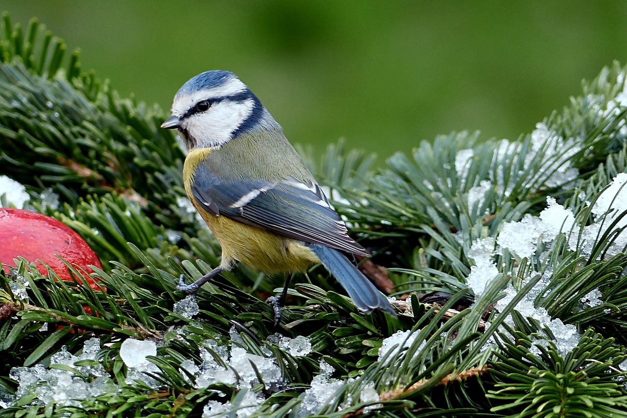 Šunys, Mėlynas Dantis, Cyanistes Caeruleus, Paukštis, Žiema, Sodas, Maitinimas, Nemokamos Nuotraukos,  Nemokama Licenzija