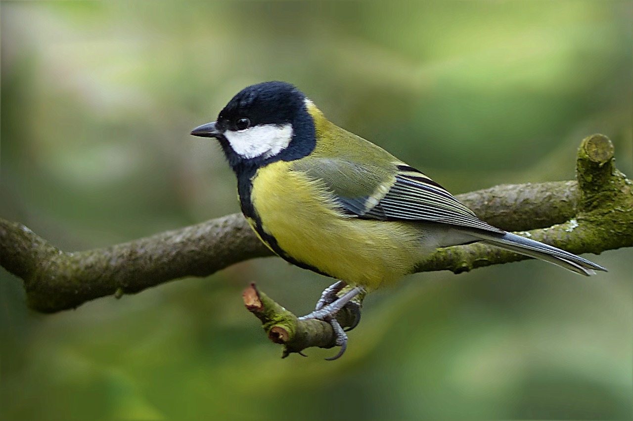 Šunys, Parus Majoras, Paukštis, Medis, Sodas, Maitinimas, Nemokamos Nuotraukos,  Nemokama Licenzija