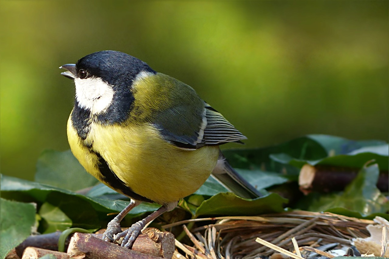 Šunys, Parus Majoras, Paukštis, Sodas, Maitinimas, Nemokamos Nuotraukos,  Nemokama Licenzija