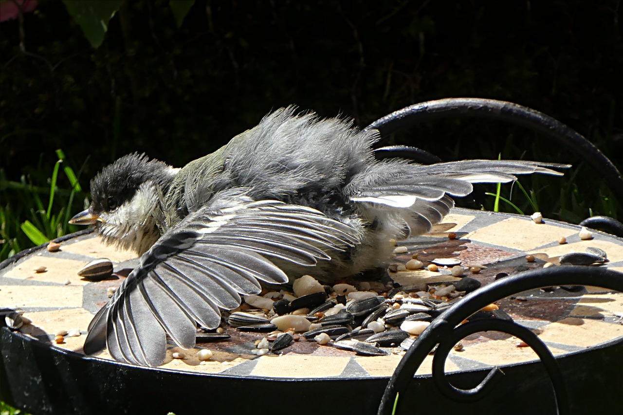 Šunys, Parus Majoras, Paukštis, Jaunas, Saulė, Nemokamos Nuotraukos,  Nemokama Licenzija