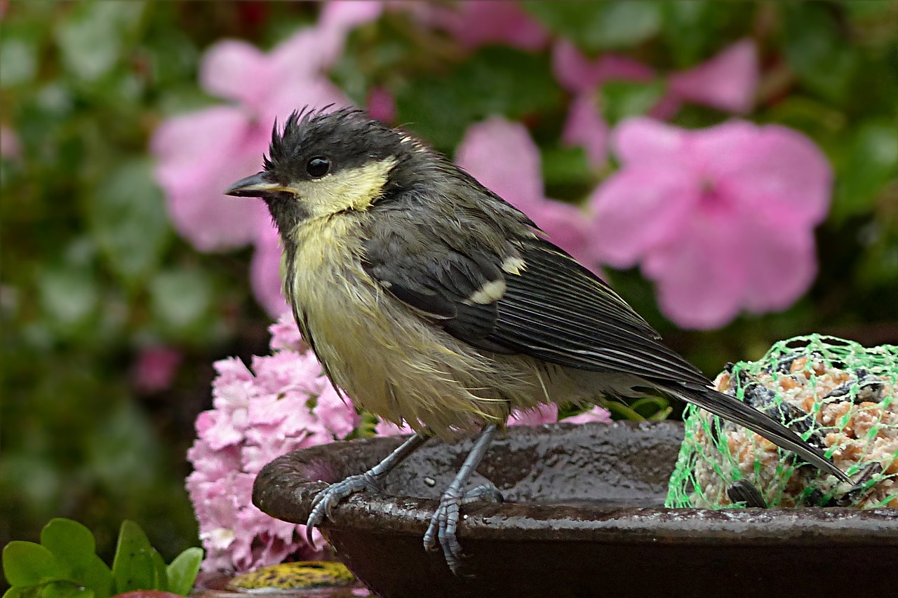 Šunys, Parus Majoras, Paukštis, Jaunas, Drėgnas Nuo Lietaus, Sodas, Nemokamos Nuotraukos,  Nemokama Licenzija