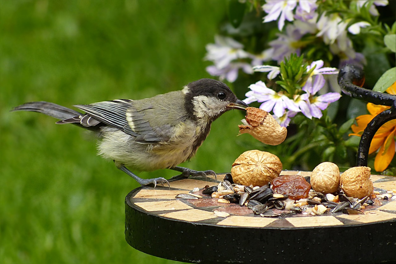 Šunys, Parus Majoras, Paukštis, Jaunas, Maitinimas, Žemės Riešutas, Sodas, Nemokamos Nuotraukos,  Nemokama Licenzija