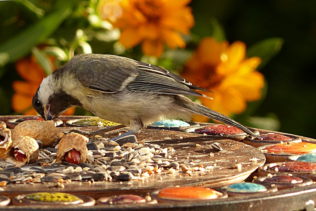 Šunys, Parus Majoras, Paukštis, Sodas, Maistas, Nemokamos Nuotraukos,  Nemokama Licenzija