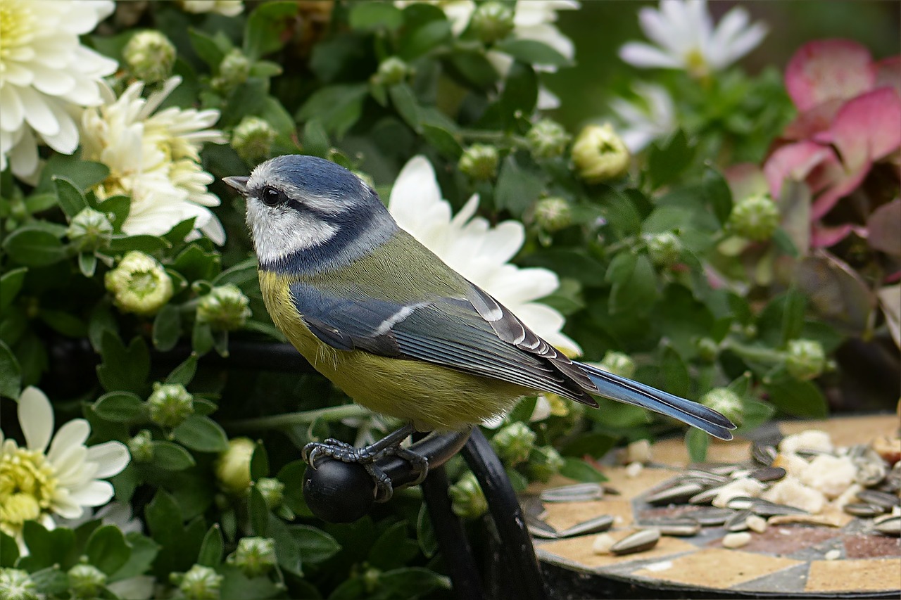 Šunys, Mėlynas Dantis, Cyanistes Caeruleus, Maža Paukštis, Maitinimas, Sodas, Nemokamos Nuotraukos,  Nemokama Licenzija