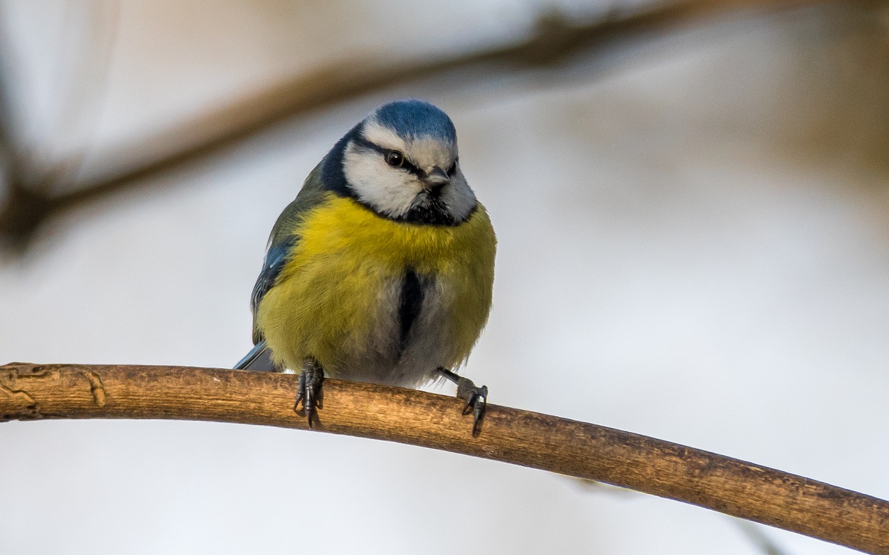 Šunys, Cyanistes Caeruleus, Paukštis, Dainininkė, Mažas, Fonas, Mielas, Vienišas, Sustingęs, Snapas