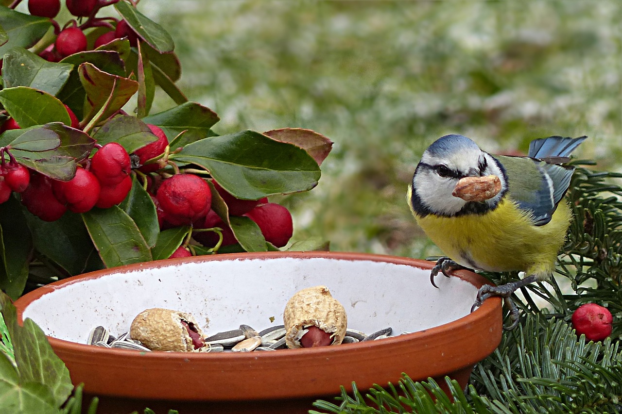 Šunys, Paukštis, Mėlynas Dantis, Cyanistes Caeruleus, Sodas, Maistas, Nemokamos Nuotraukos,  Nemokama Licenzija