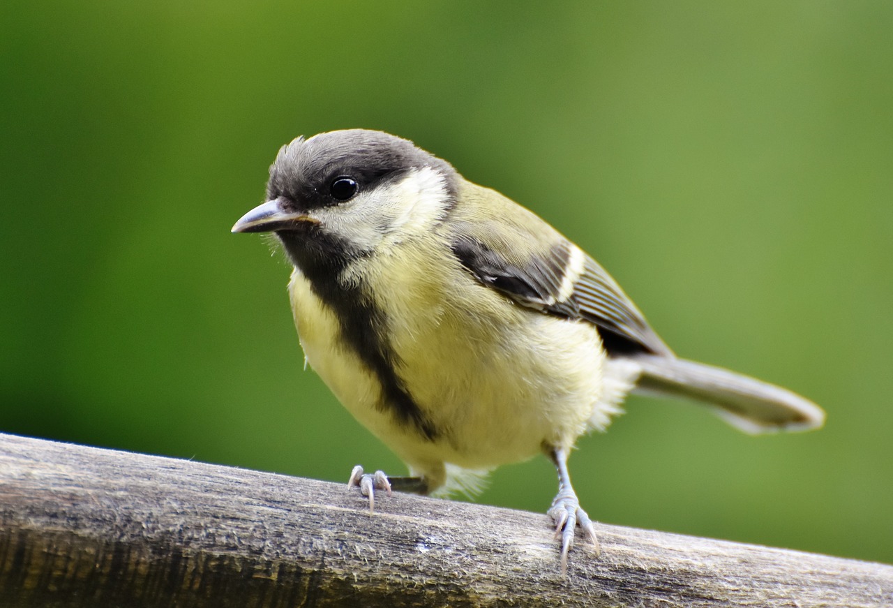 Zylė,  Songbird,  Mažas Paukštis,  Mielas,  Gyvūnas,  Paukštis, Nemokamos Nuotraukos,  Nemokama Licenzija