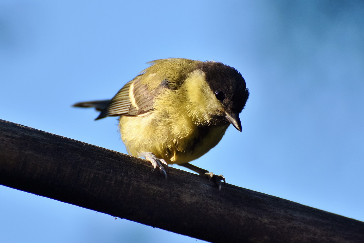 Zylė,  Songbird,  Mažas Paukštis,  Mielas,  Gyvūnas,  Paukštis, Nemokamos Nuotraukos,  Nemokama Licenzija