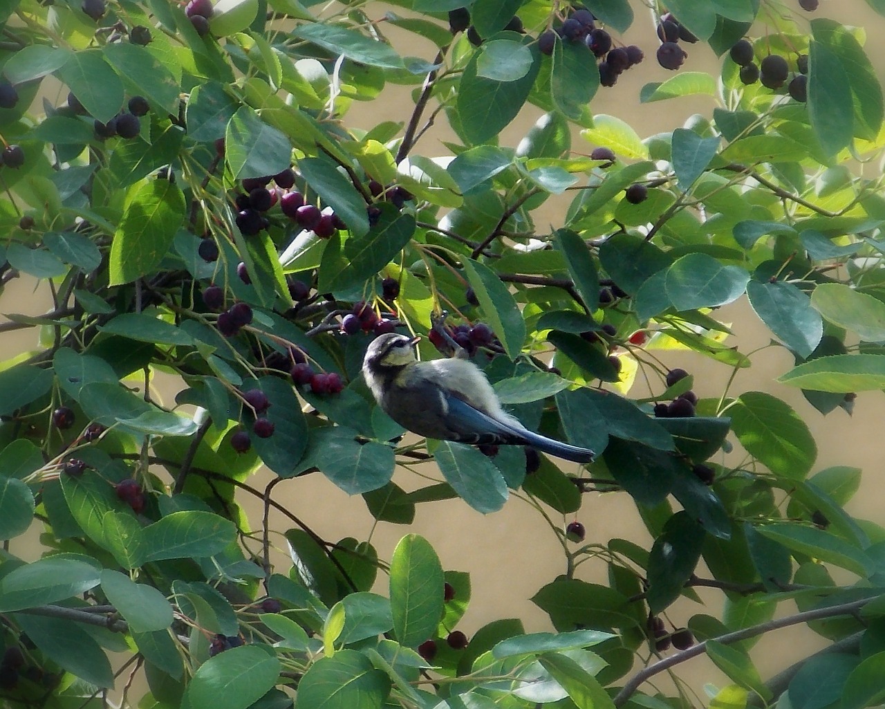 Šunys, Mėlynas Dantis, Paukštis, Fauna, Gamta, Gyvūnas, Skraidantys Gyvūnai, Padaras, Gyvūnų Pasaulis, Plumėjimas