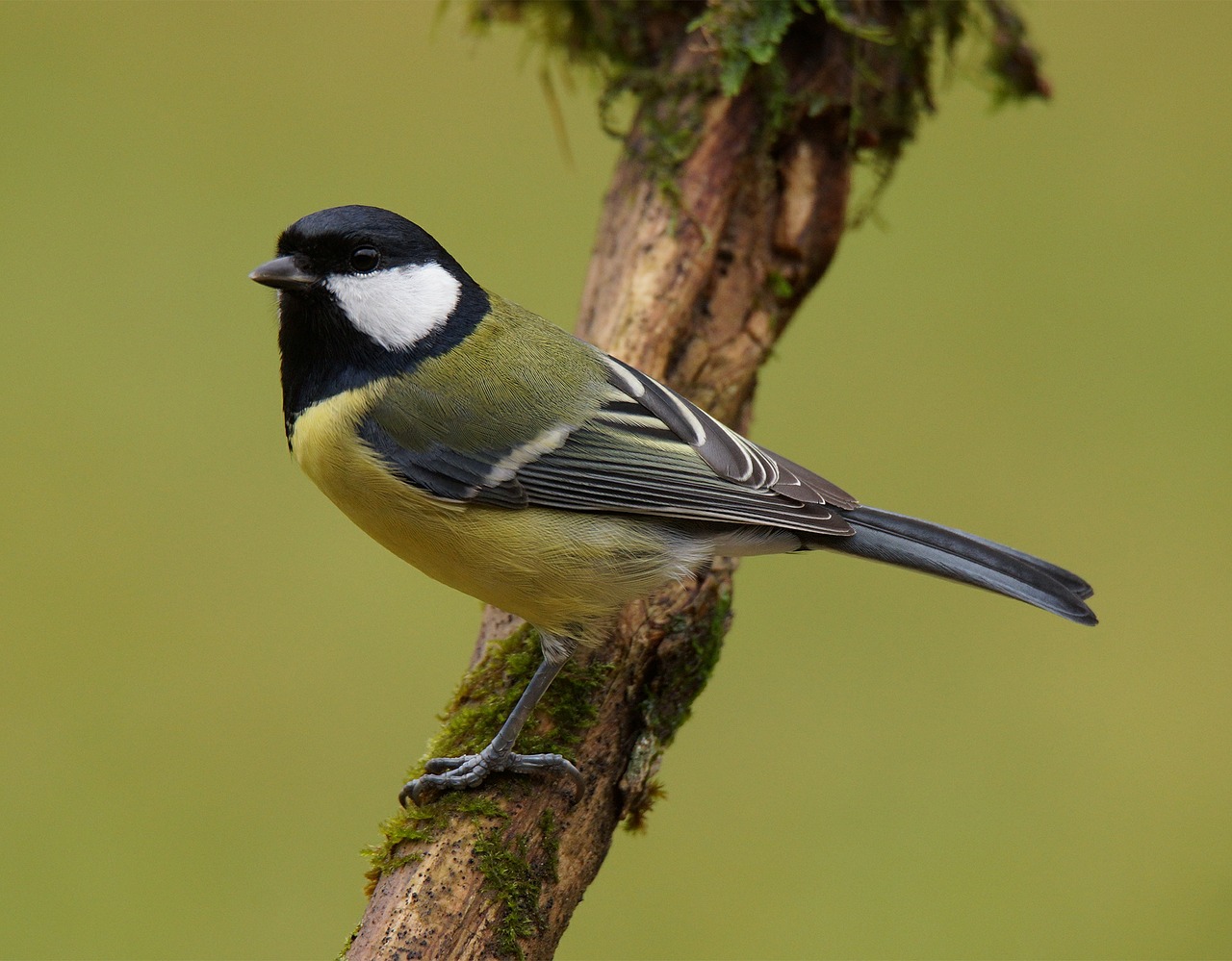 Šunys, Pelė, Kardas, Nepastovus, Paukštis, Snapas, Fauna, Berniukas, Nemokamos Nuotraukos,  Nemokama Licenzija