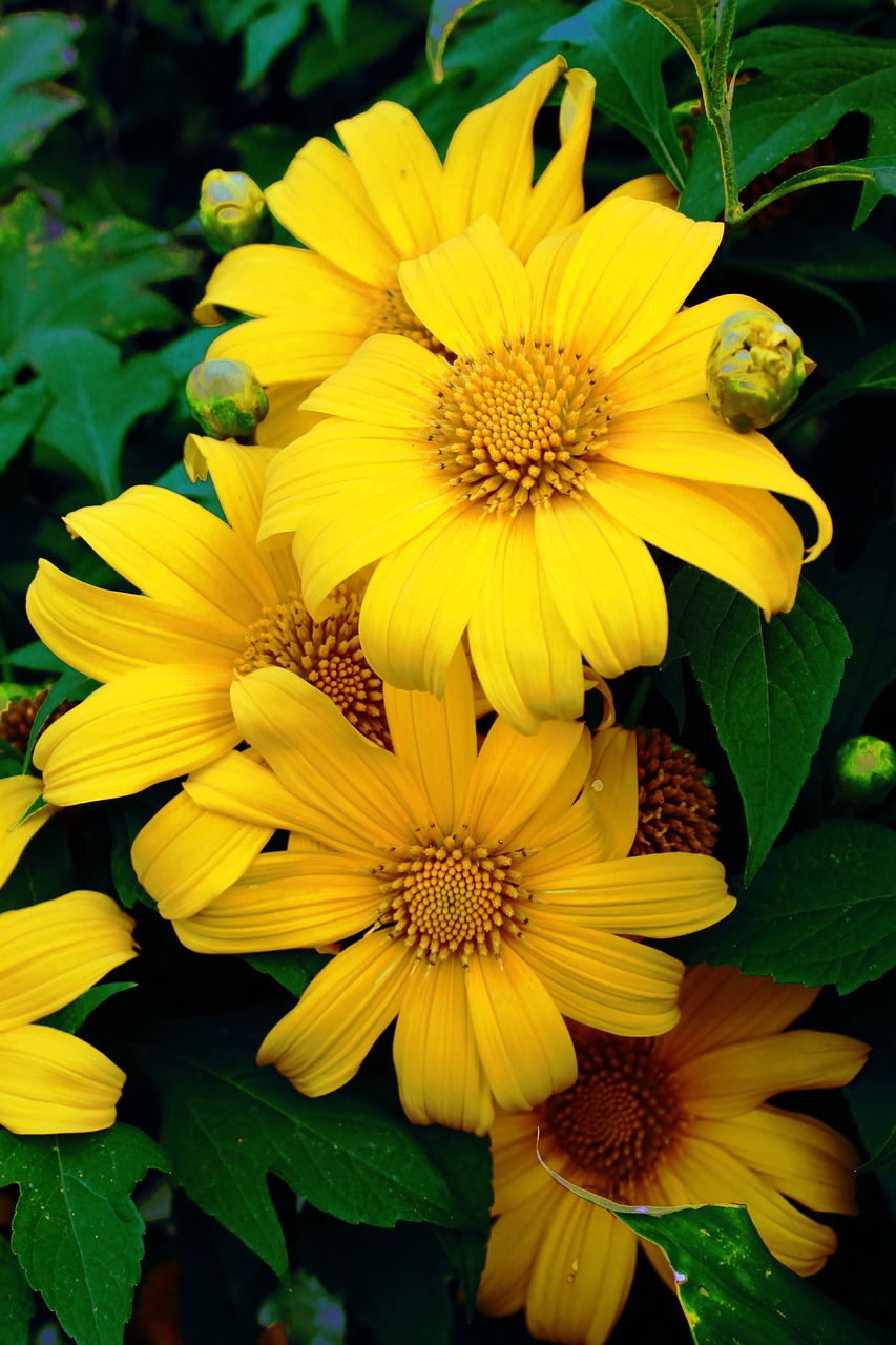 Tithonia, Diversifolia, Gėlė, Augalas, Meksikietis, Geltona, Nemokamos Nuotraukos,  Nemokama Licenzija