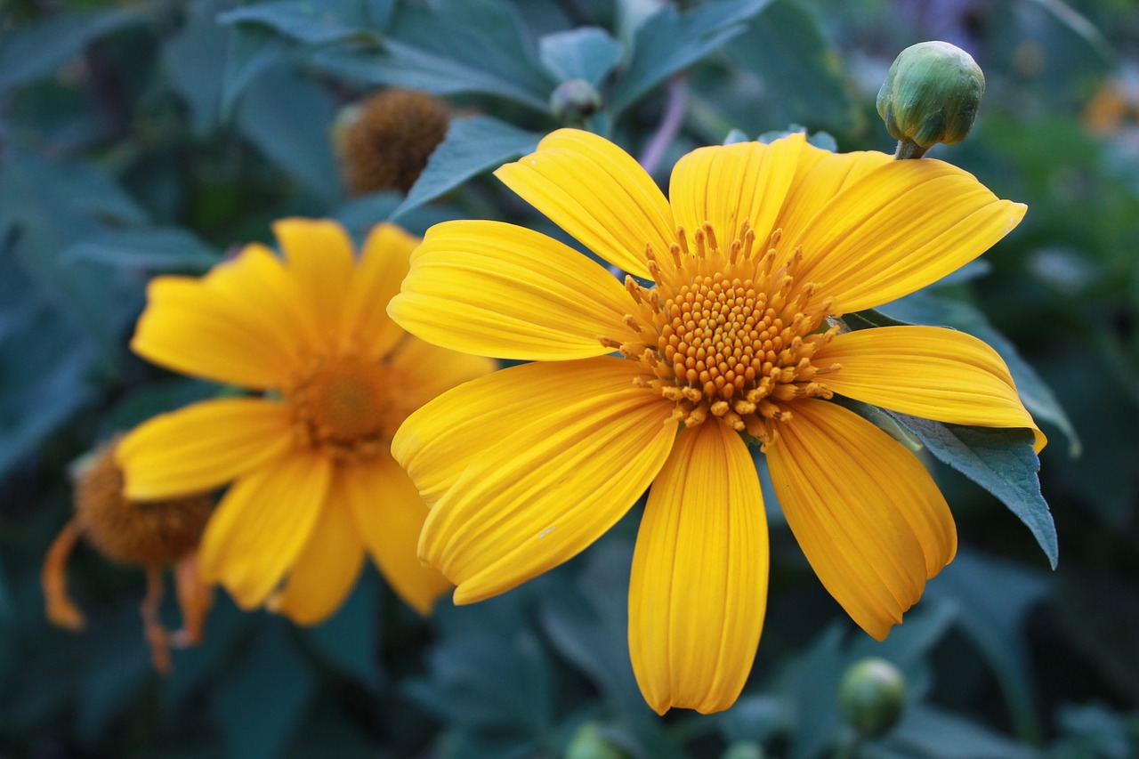 Tithonia Diversifolia, Augalas, Gėlė, Meksikietis, Nemokamos Nuotraukos,  Nemokama Licenzija