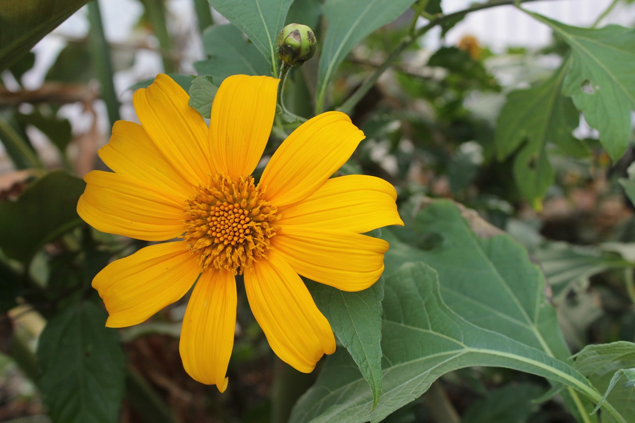 Tithonia Diversifolia, Gėlė, Geltona, Žydėti, Laukinis Augalas, Nemokamos Nuotraukos,  Nemokama Licenzija