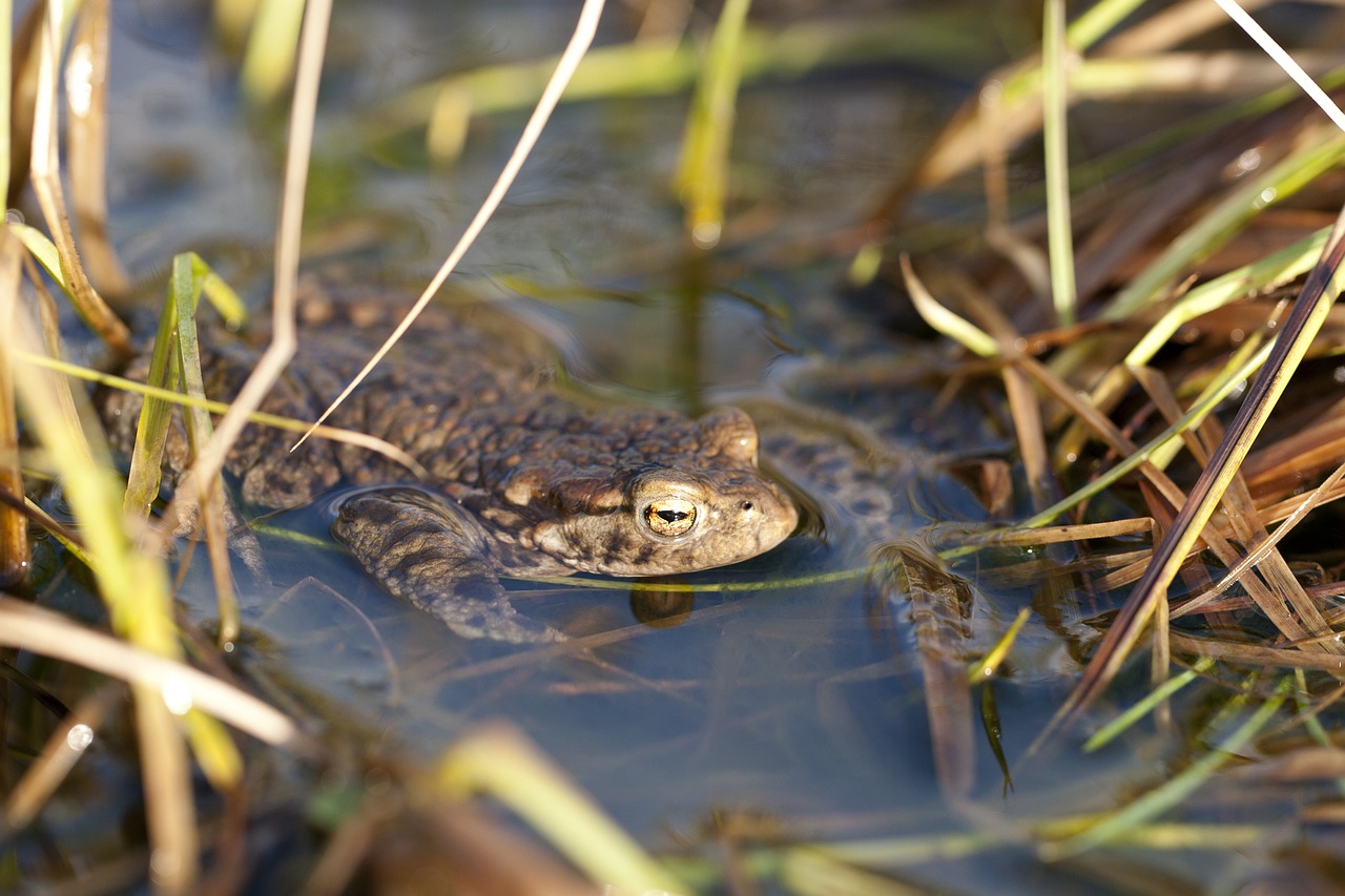 Rupūžė, Varlė, Gyvūnas, Amfibija, Vanduo, Gamta, Laukinė Gamta, Nemokamos Nuotraukos,  Nemokama Licenzija