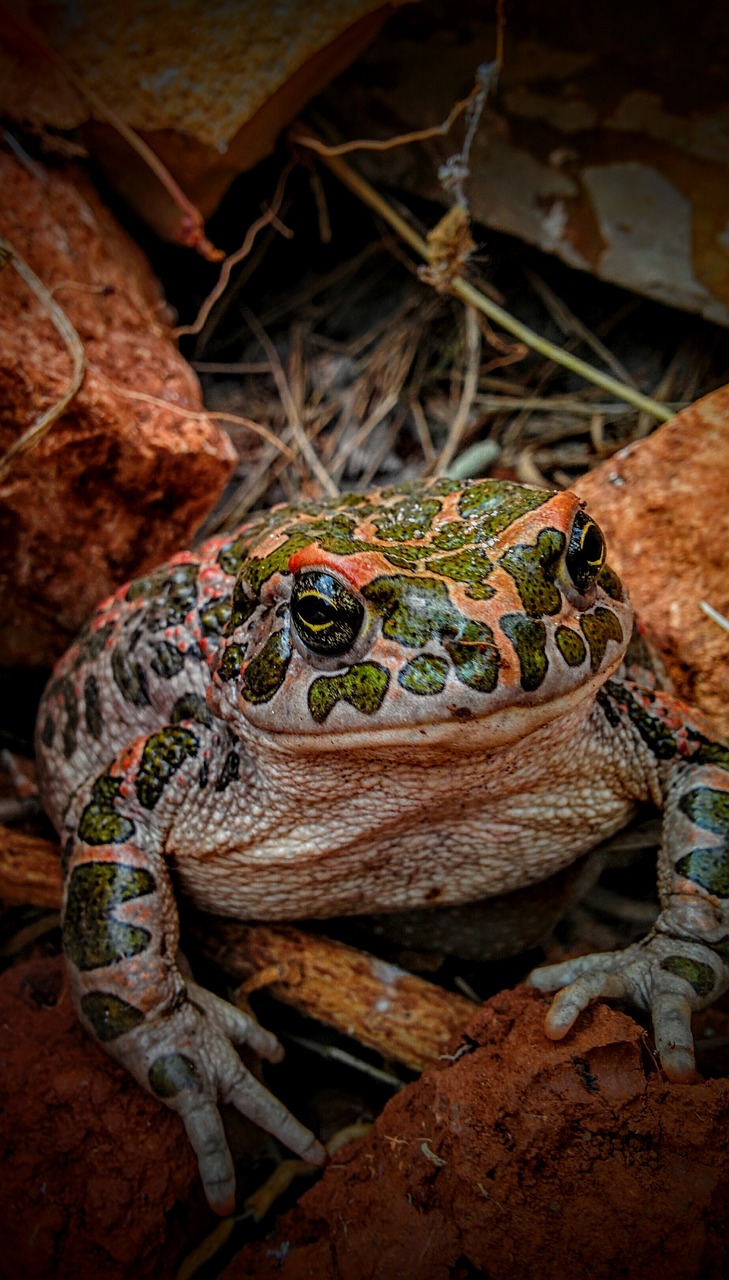 Rupūžė, Varlė, Gamta, Gyvūnas, Laukinė Gamta, Amfibija, Mažas, Žalias, Akis, Makro