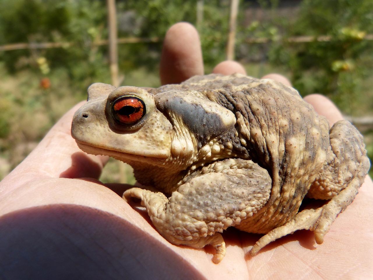 Rupūžė, Bufo Bufo, Dangus, Neapdorota Oda, Batrachian, Ranka, Nemokamos Nuotraukos,  Nemokama Licenzija