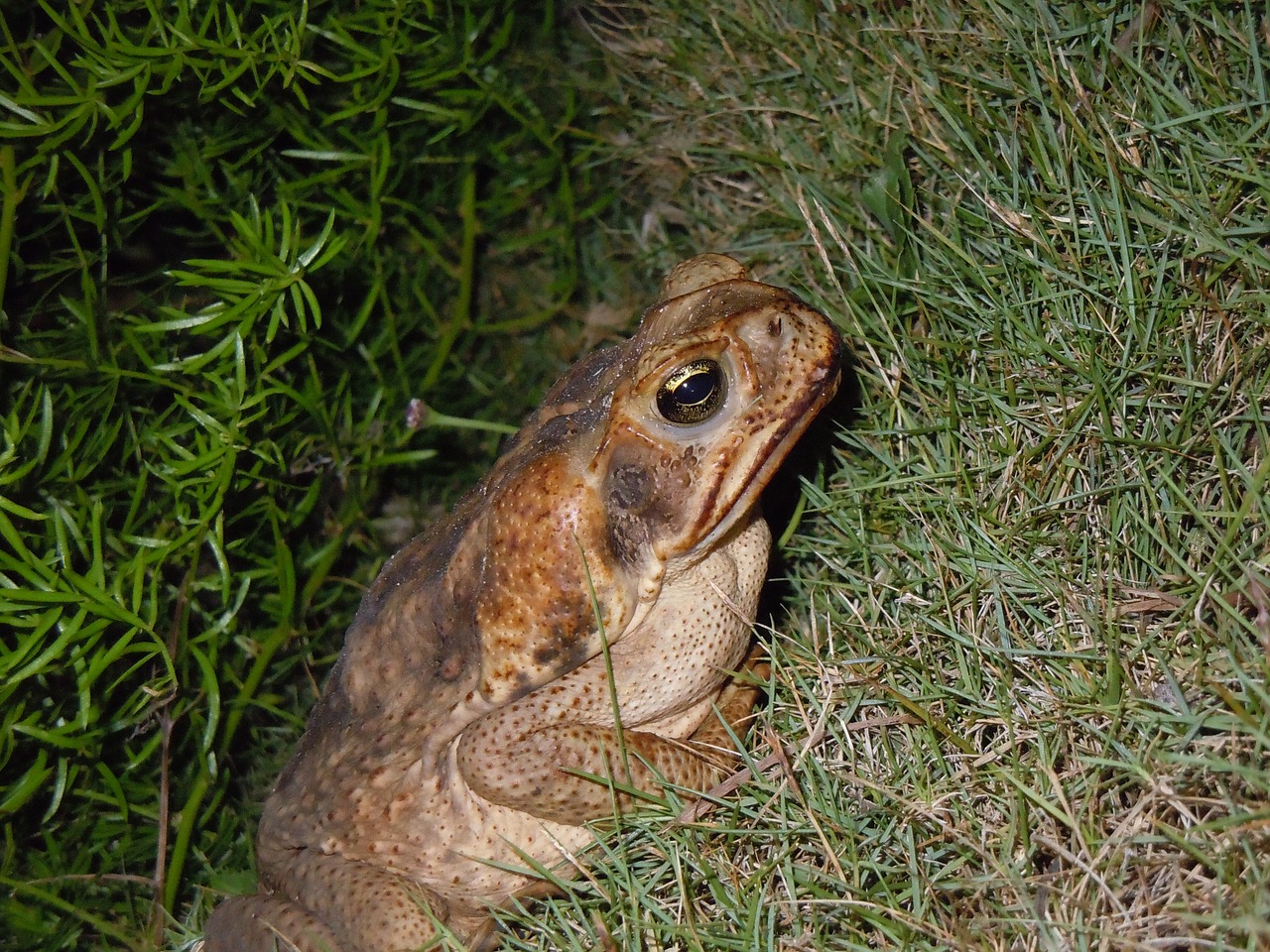 Rupūžė, Varlė, Kelio Rupūžė, Bermudai, Gyvūnas, Amfibija, Laukinė Gamta, Atogrąžų, Šokinėti, Lipnus