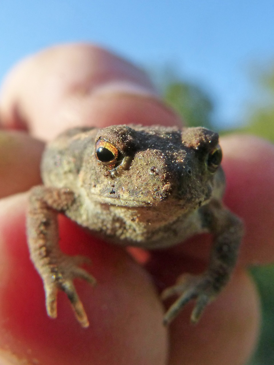 Rupūžė, Sapito, Batrachian, Mažas, Ranka, Medžiojama, Bufo Bufo, Neapdorota Oda, Veisimas, Nemokamos Nuotraukos