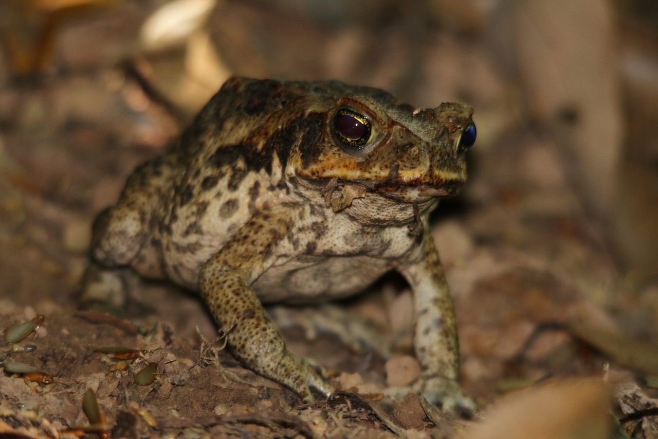 Rupūžė, Varlė, Nendrių Rupovė, Gyvūnas, Amfibija, Žalias, Laukinė Gamta, Atogrąžų, Šokinėti, Lipnus