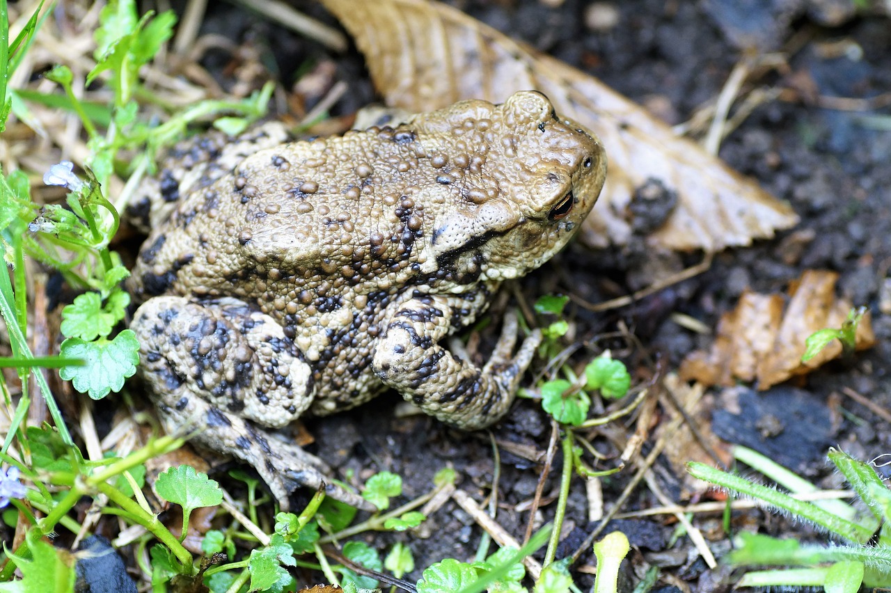 Rupūžė,  Apskritai,  Bufo Bufo,  Varliagyvių,  Lizdinės Plokštelės,  Pavasaris,  Varlė,  Varlė,  Karpos,  Negraži