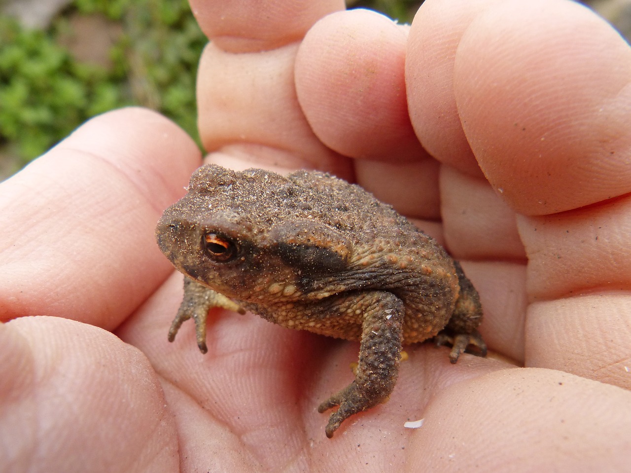 Rupūžė,  Sapito,  Batrachian,  Ranka,  Mažas,  Pobūdį,  Mažas,  Laukinis Gyvenimas,  Animalia, Nemokamos Nuotraukos