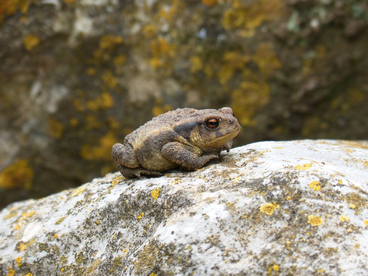 Rupūžė,  Sapito,  Batrachian,  Mažas,  Mažas,  Pobūdį,  Animalia,  Laukinis Gyvenimas,  Lauke, Nemokamos Nuotraukos