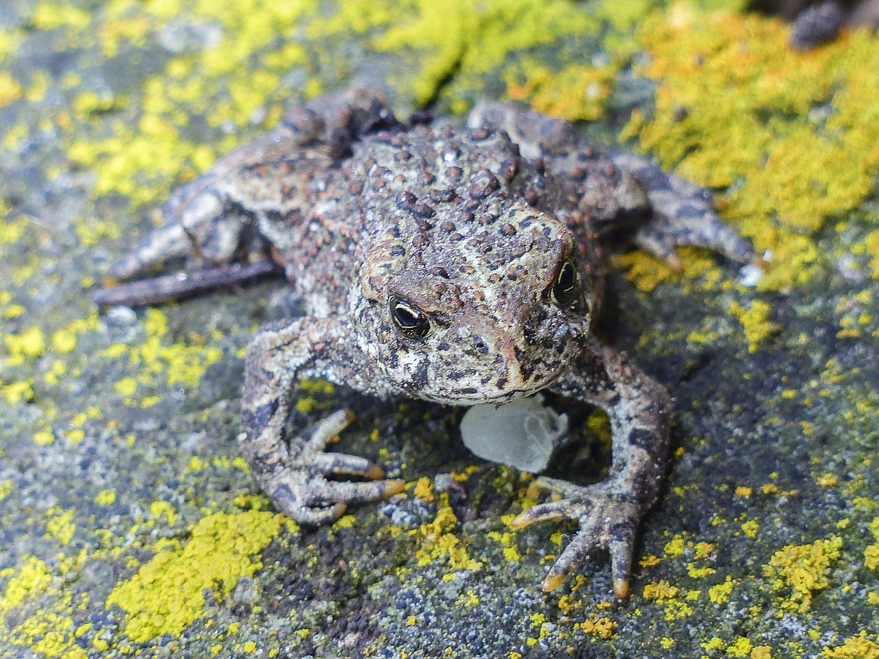 Rupūžė, Gyvūnas, Amfibija, Iš Arti, Padaras, Gamta, Laukinis Gyvenimas, Lauke, Nemokamos Nuotraukos,  Nemokama Licenzija