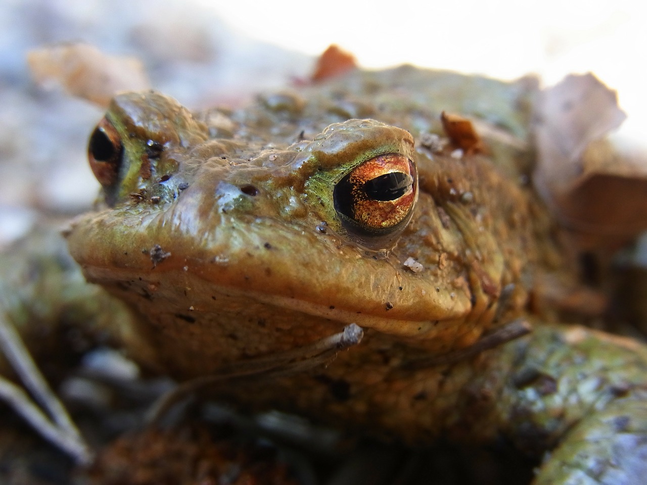 Rupūžė, Tvenkinys, Amfibijas, Akys, Gyvūnas, Gamta, Aplinka, Vanduo, Nemokamos Nuotraukos,  Nemokama Licenzija