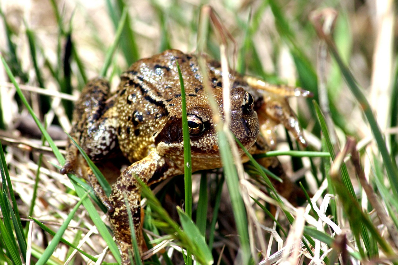 Rupūžė, Varlė, Žolė, Newt, Anuran, Varliagyviai, Žalias, Nemokamos Nuotraukos,  Nemokama Licenzija