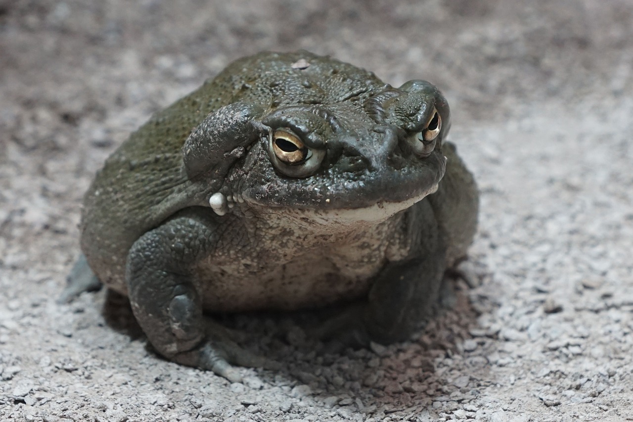 Rupūžė,  Zoologijos Sodas,  Terariumas, Nemokamos Nuotraukos,  Nemokama Licenzija