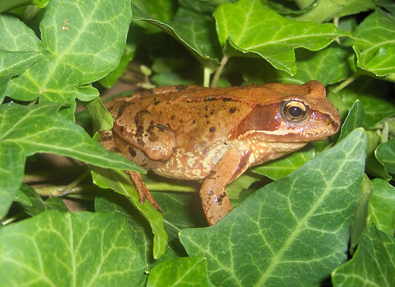 Rupūžė, Varlė, Varliagyviai, Gamta, Padaras, Ruda, Riebalai, Gyvūnai, Nemokamos Nuotraukos,  Nemokama Licenzija