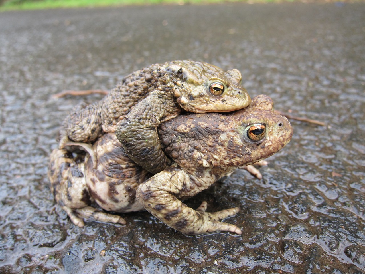 Kumpiai, Bendras, Poravimas, Gyvūnas, Amfibija, Fauna, Europietis, Laukiniai, Laukinė Gamta, Aplinka