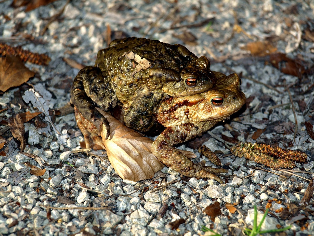 Kumpiai, Varliagyviai, Vanduo, Gyvūnas, Poravimas, Gamta, Nemokamos Nuotraukos,  Nemokama Licenzija