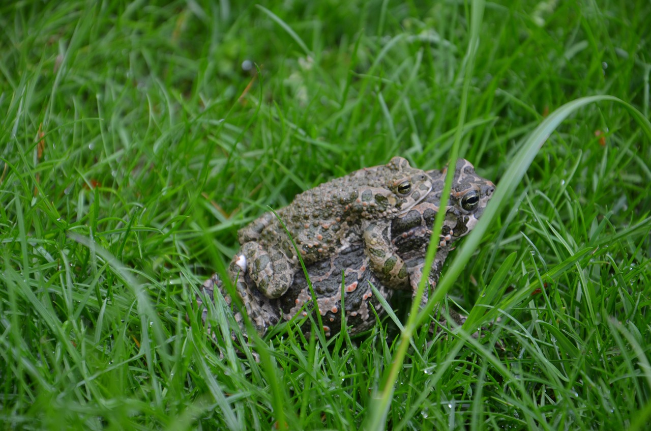 Kumpiai,  Žolė,  Meilė,  Žalias,  Pieva,  Gyvūnas,  Varliagyviai,  Gamta,  Žolės Mentė,  Halem