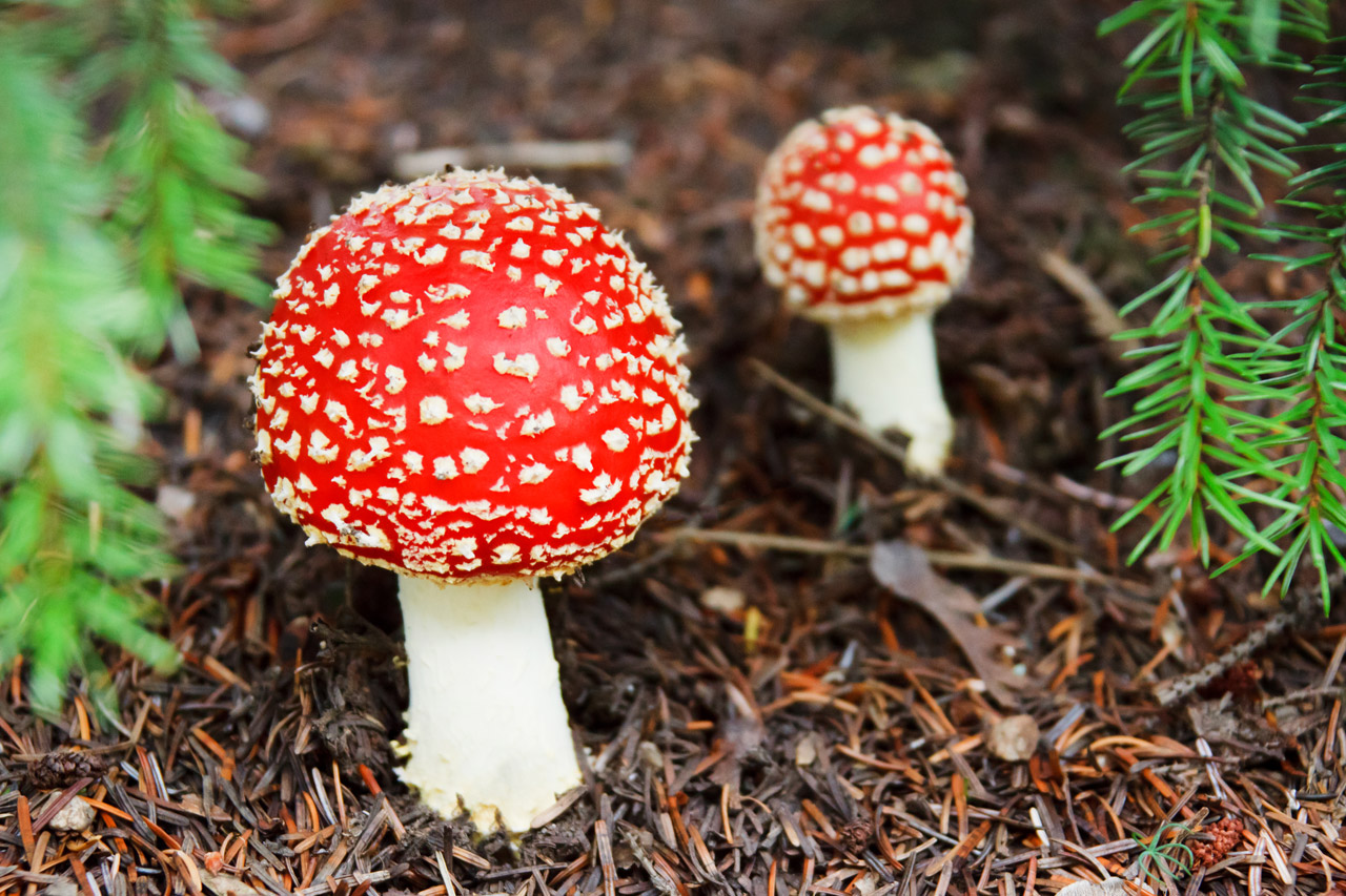 Skristi,  Agaric,  Amanita,  Muscaria,  Dangtelis,  Spalvinga,  Pavojus,  Kritimas,  Miškas,  Grybai