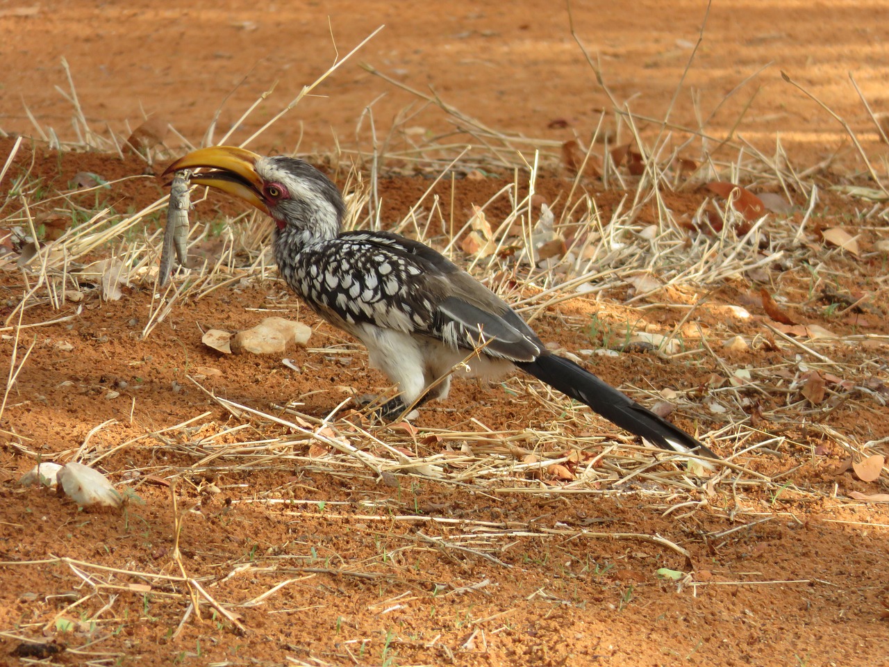 Toko,  Geltonos Pė Ragasnapis,  Žiogas,  Ragasnapis,  Afrikoje,  Geltonai-Billed Toko, Nemokamos Nuotraukos,  Nemokama Licenzija