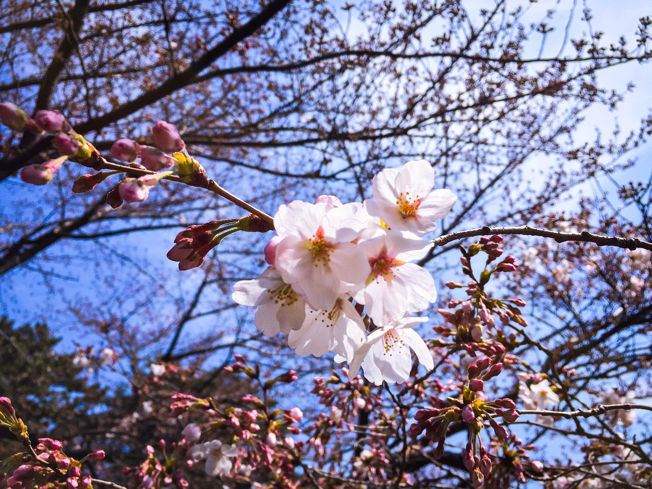 Tokyo, Pavasaris, Vyšnia, Žiedas, Gėlė, Lauke, Parkas, Japanese, Natūralus, Žydėti