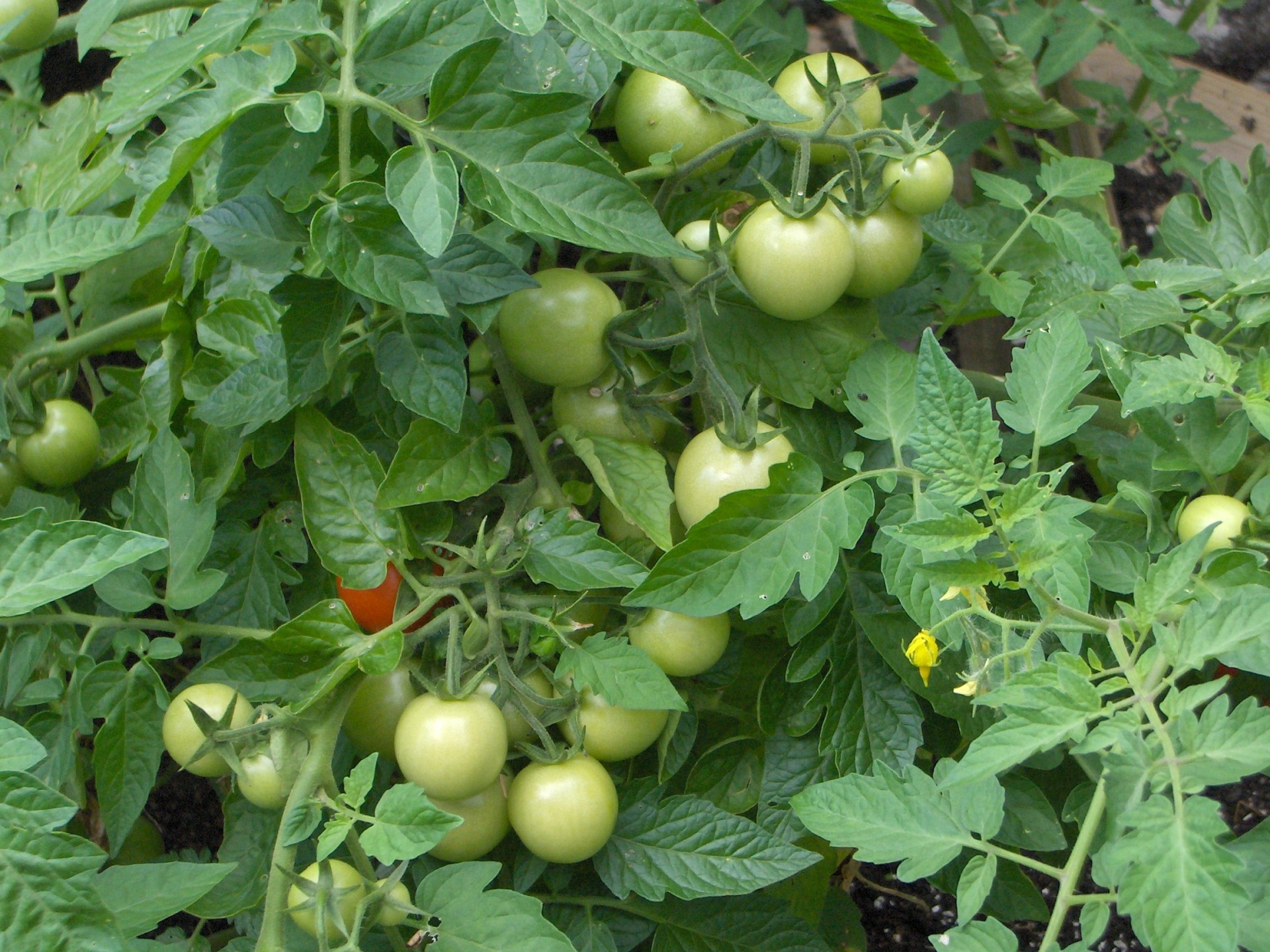 Pomidorai,  Žalias,  Augalas,  Vaisiai,  Gamta,  Pomidorai, Nemokamos Nuotraukos,  Nemokama Licenzija