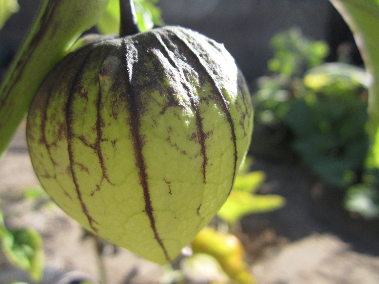 Tomatillo, Meksikietiško Luobelės Pomidorai, Žalia Pomidorų, Žalias, Auga, Augalas, Meksikietis, Vaisiai, Gamta, Vasara