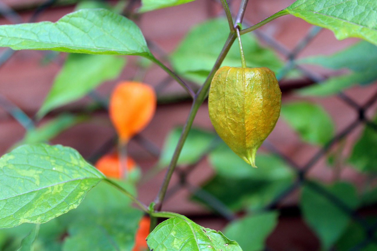 Tomatillo, Augalas, Oranžinė, Žibintas, Gamta, Ruduo, Melodijos, Rudens Augalai, Nemokamos Nuotraukos,  Nemokama Licenzija