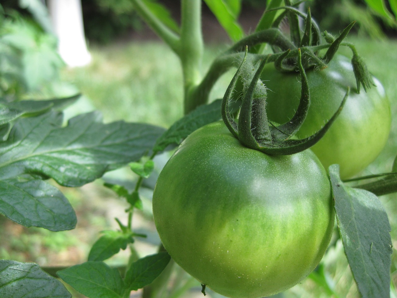 Pomidoras, Žalias, Pomidorai, Sodas, Sveikas, Šviežias, Ekologiškas, Vegetariškas, Mityba, Natūralus