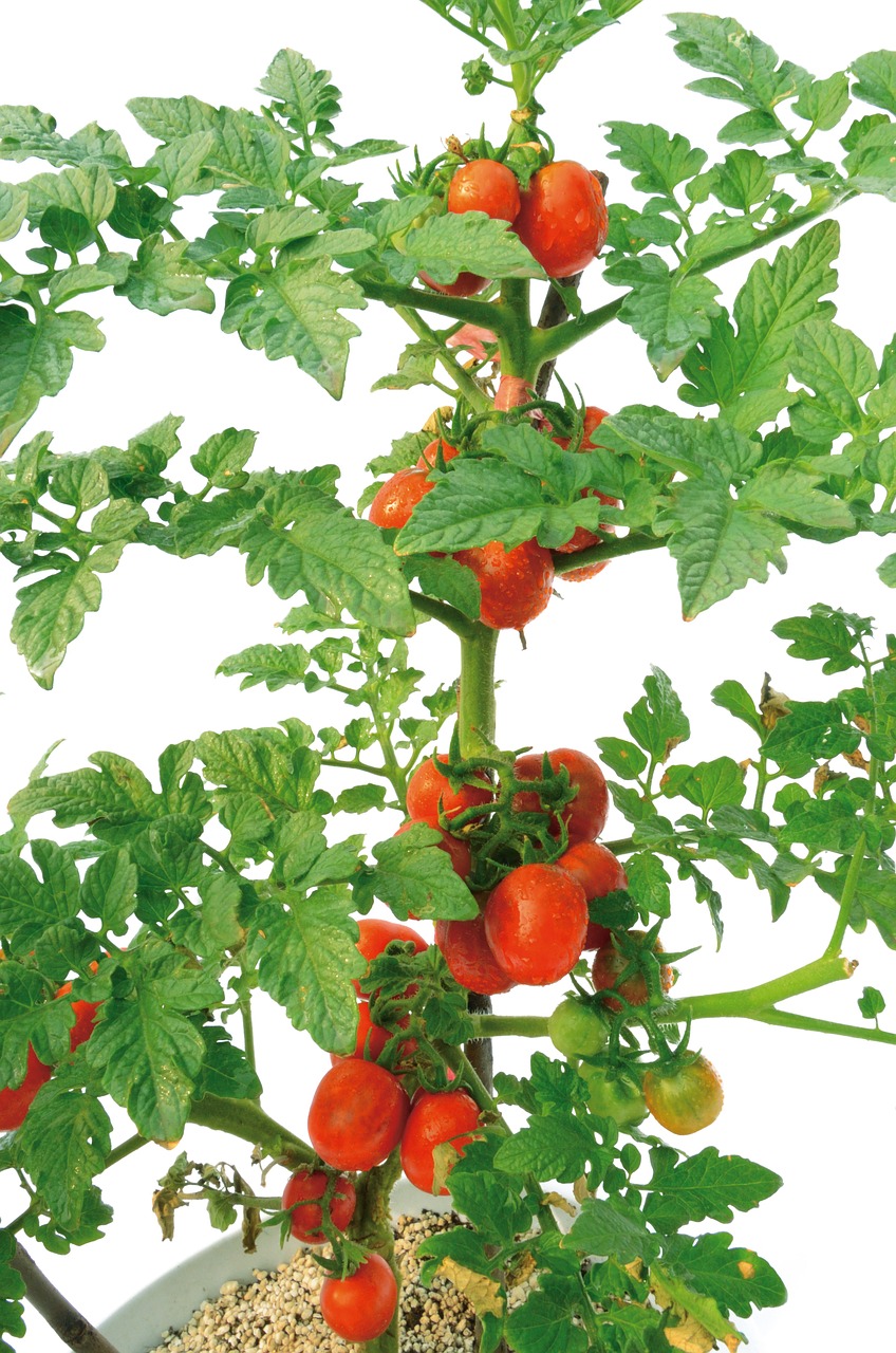 Pomidoras, Augalas, Žalias, Nemokamos Nuotraukos,  Nemokama Licenzija