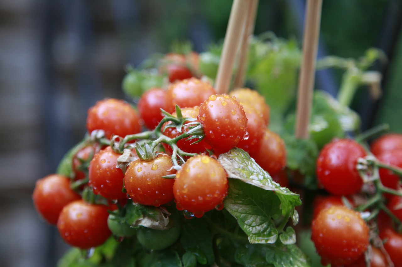 Pomidoras, Žalias, Raudona, Maistas, Daržovės, Sodas, Frisch, Santvaros, Lašelinė, Nemokamos Nuotraukos