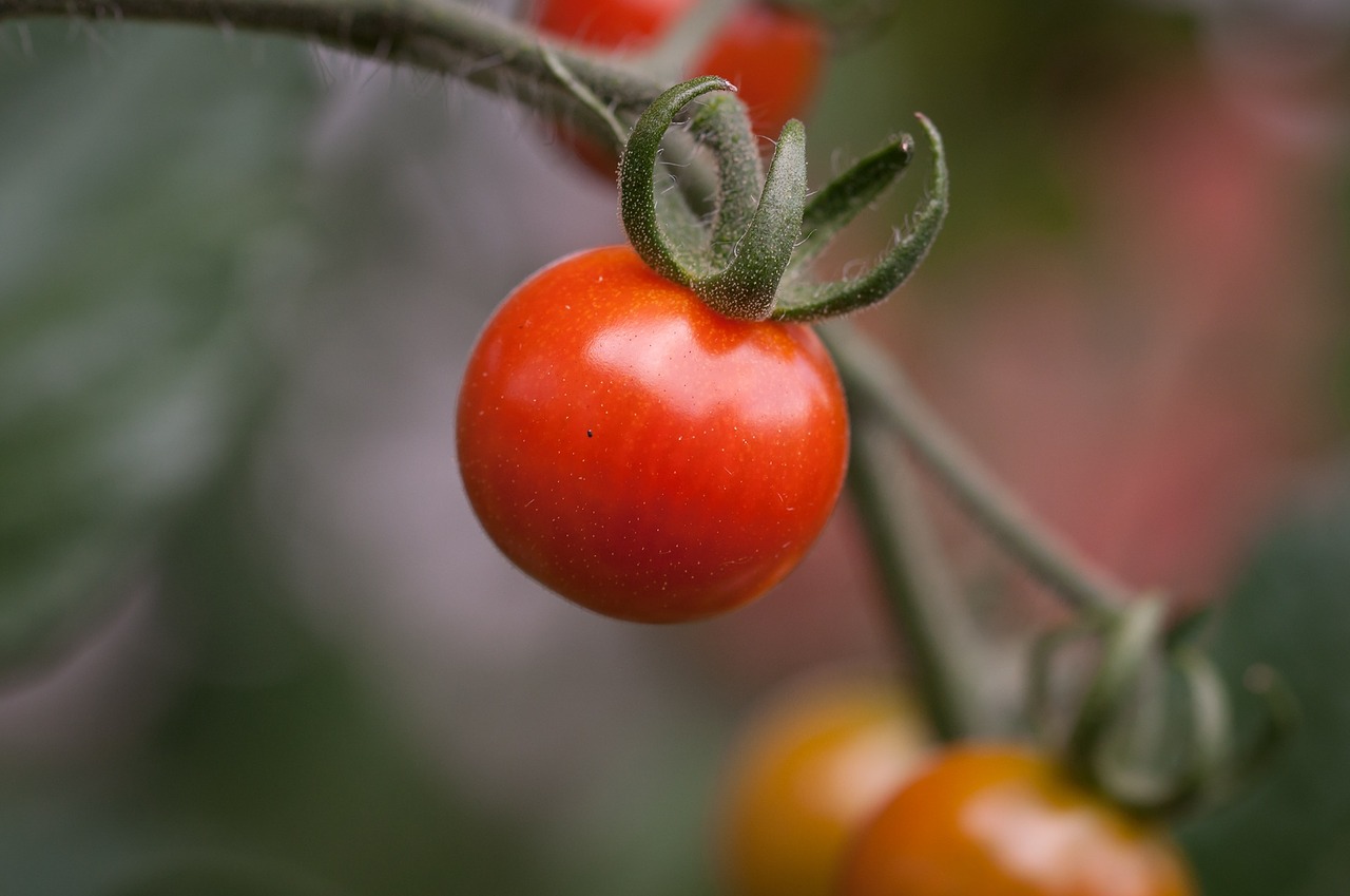 Pomidoras, Pomidorų Pomidorai, Raudona, Reifeporzess, Maistas, Daržovės, Vegetariškas, Tomatenrispe, Krūmų Pomidorai, Nachtschattengewächs