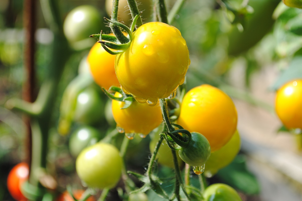 Pomidoras, Geltona, Daržovių Sodas, Daržovių, Vaisiai, Rasa, Maistas, Sodas, Pavasaris, Vasara