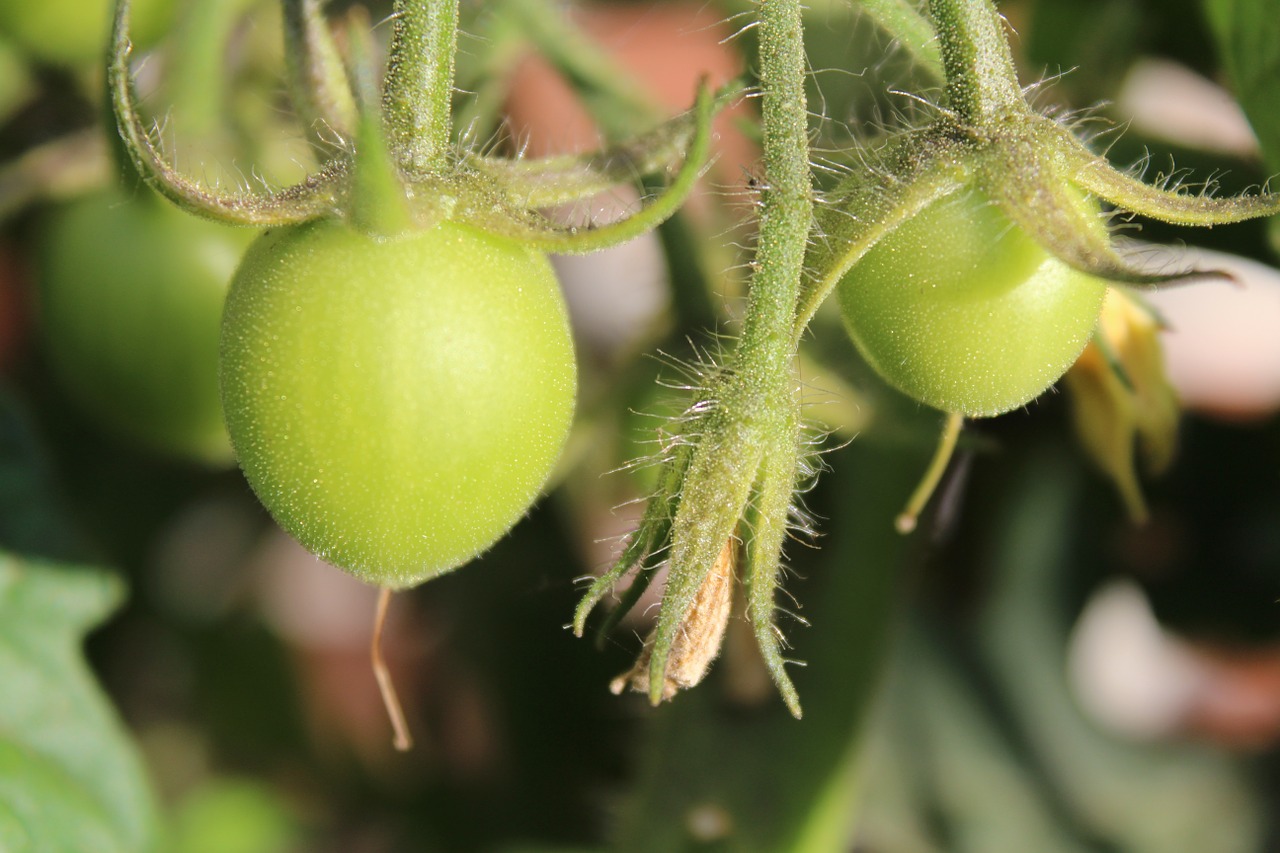 Pomidoras, Augalas, Žalias, Nesubrendusio, Gamta, Maistas, Daržovės, Sodas, Krūmų Pomidorai, Sveikas